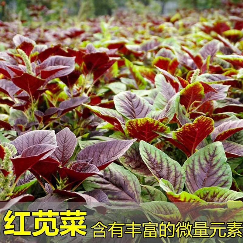 红苋菜种子圆叶家庭小院种植一点红苋菜种籽汉旱菜四季播阳台盆栽,鲜花速递/花卉仿真/绿植园艺,家庭园艺种子,淘宝优惠券,粉丝福利购,淘宝优惠卷
