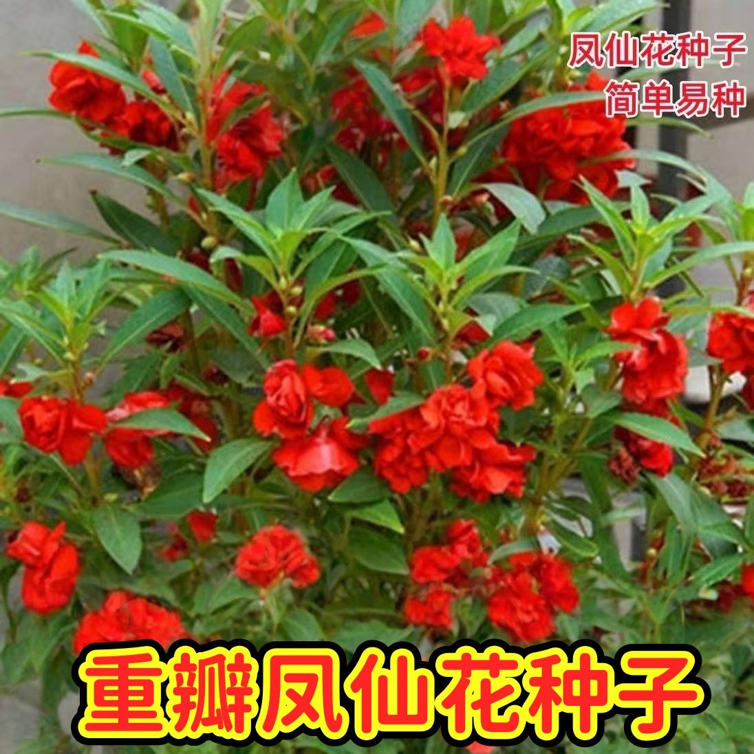 茶花凤仙花种子 重瓣指甲花种子花草花卉籽 阳台室内盆栽春播易种