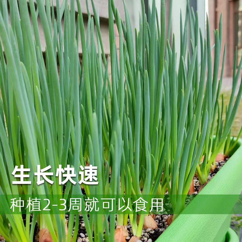 四季小香葱香菜种籽蔬菜种子味香浓易种盆栽阳台室内外种植大小叶