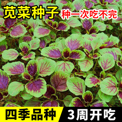 苋菜种籽大全红苋菜种子秧苗四季冬汉菜蔬菜种孑家庭阳台种植盆栽
