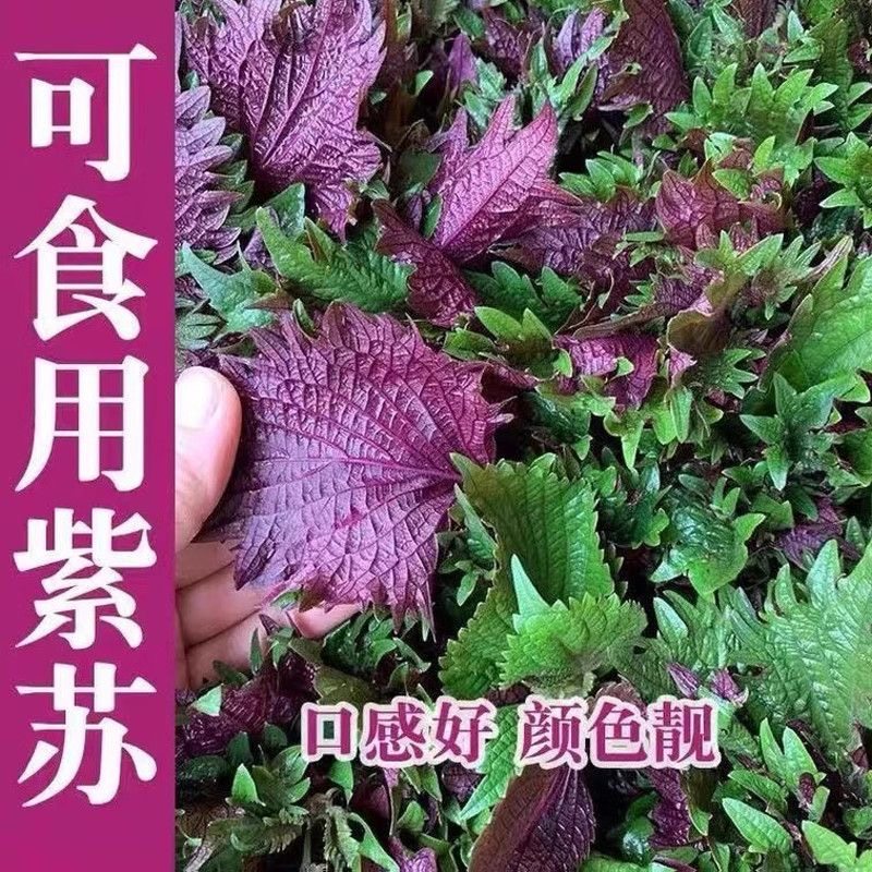 四季食用紫苏种子大叶紫苏种子双面紫苏菜秋冬季庭院阳台蔬菜种子,鲜花速递/花卉仿真/绿植园艺,家庭园艺种子,淘宝优惠券,粉丝福利购,淘宝优惠卷