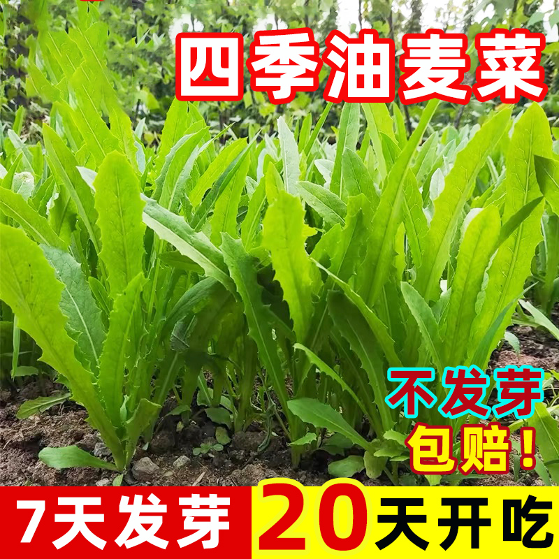 油麦菜种子四季播青菜种籽仔阳台菜籽盆栽籽种蔬菜孑春季菜种大全