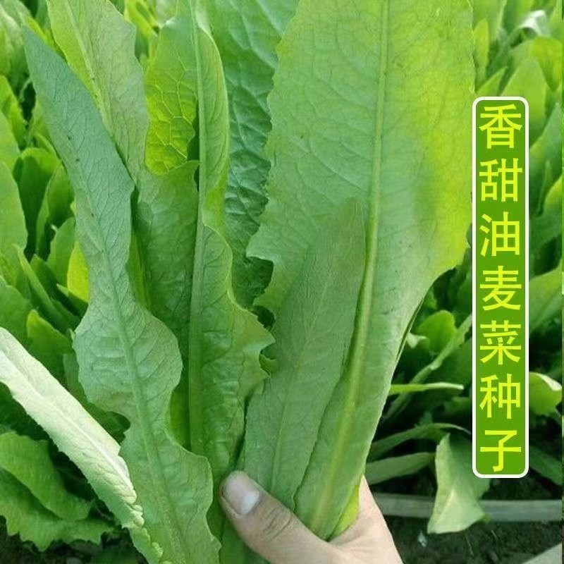四季油麦菜种子春秋青菜阳台盆栽香菜小葱萝卜辣椒种子贝贝奶油,鲜花速递/花卉仿真/绿植园艺,家庭园艺种子,淘宝优惠券,粉丝福利购,淘宝优惠卷