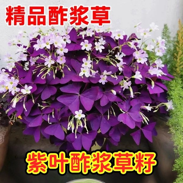 紫叶酢浆草种子浆草幸运草红叶草籽子卉盆栽绿植物