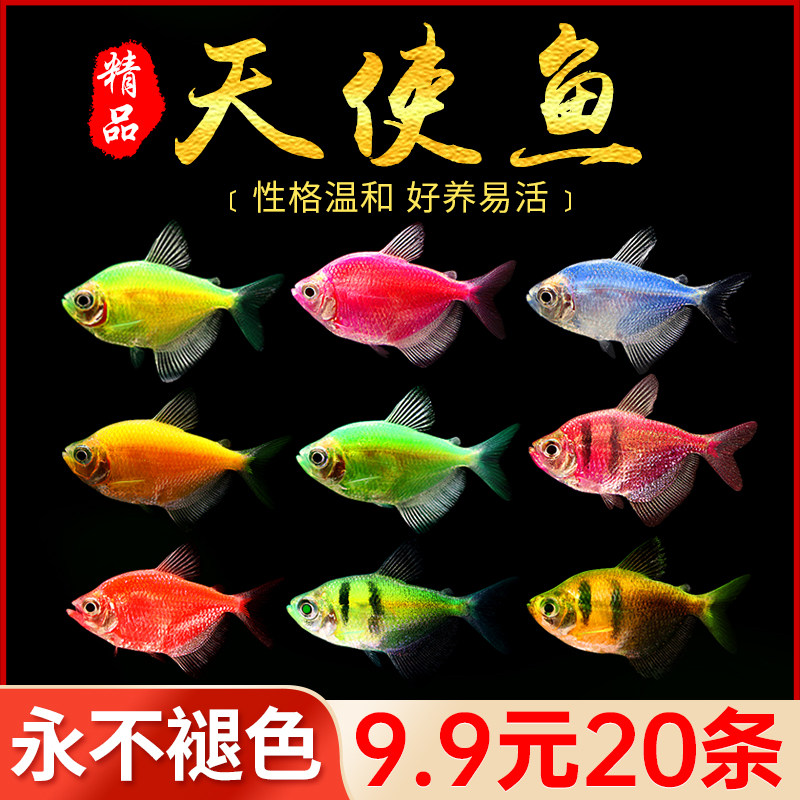 天使鱼观赏鱼群游懒人小型淡水好养耐活红天使老虎热带鱼活体鱼苗