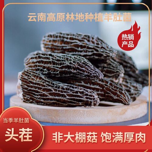 云南高原林地种植全剪柄头茬羊肚菌干货50克-250克营养