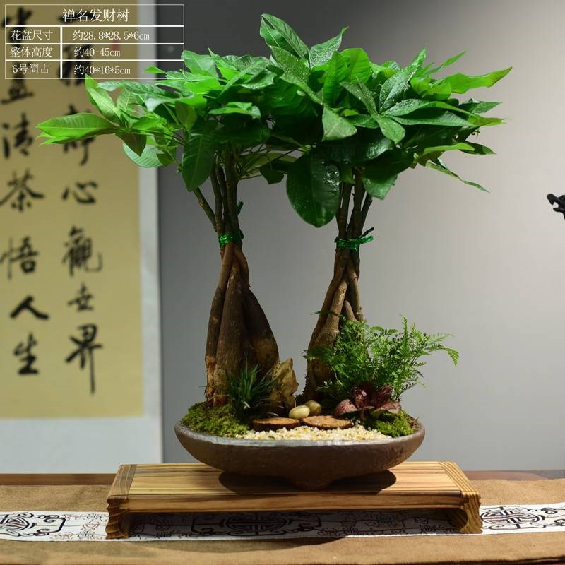 发财树盆栽植物客厅室内桌面办公桌小盆景招财绿植四季常青好养活