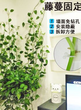 绿萝爬墙固定器园艺用品环保免打孔藤蔓固定器自粘爬藤线缆固定器