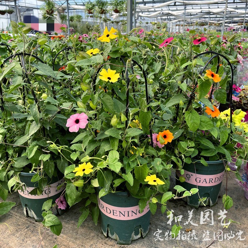 黑眼苏珊女王盆栽 翼叶山牵牛 庭院阳台四季攀援爬藤花期较长易养