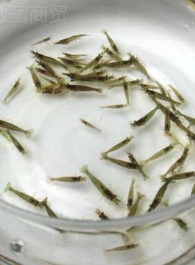 大黑号壳虾除藻观赏虾鱼里放的缸冷水淡水虾小虾鱼小工具虾清GNN