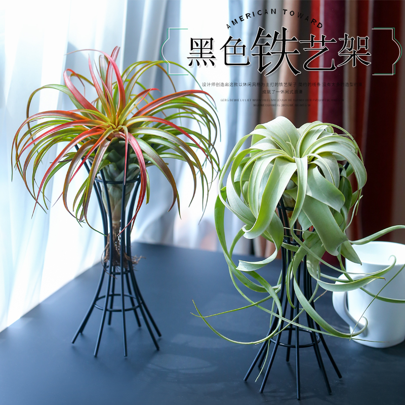 空气凤梨几何花架组合空气草吊架三脚架弹簧木桩底座海胆壳齐全