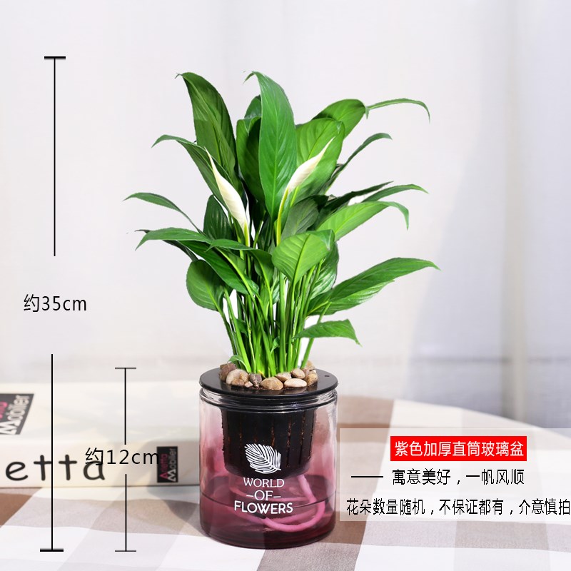 一帆风顺绿植白掌水培植物花卉盆栽鲜花观叶植物室内净化空气植物