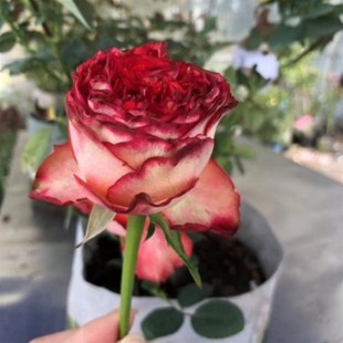 花苗开花特大花红玫瑰花室内阳台四季 空竹月季 盆栽花卉植物树绿植