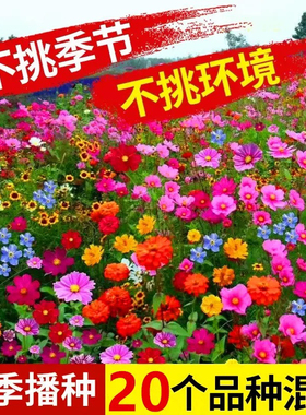 野花组合花种子百日草种籽子四季播种开花格桑花籽庭院太阳花种孑