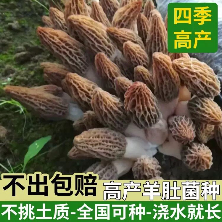 云南野生羊肚菌菌种菌包室内家庭种植高产羊肚蘑菌菇原种菌种家种图片