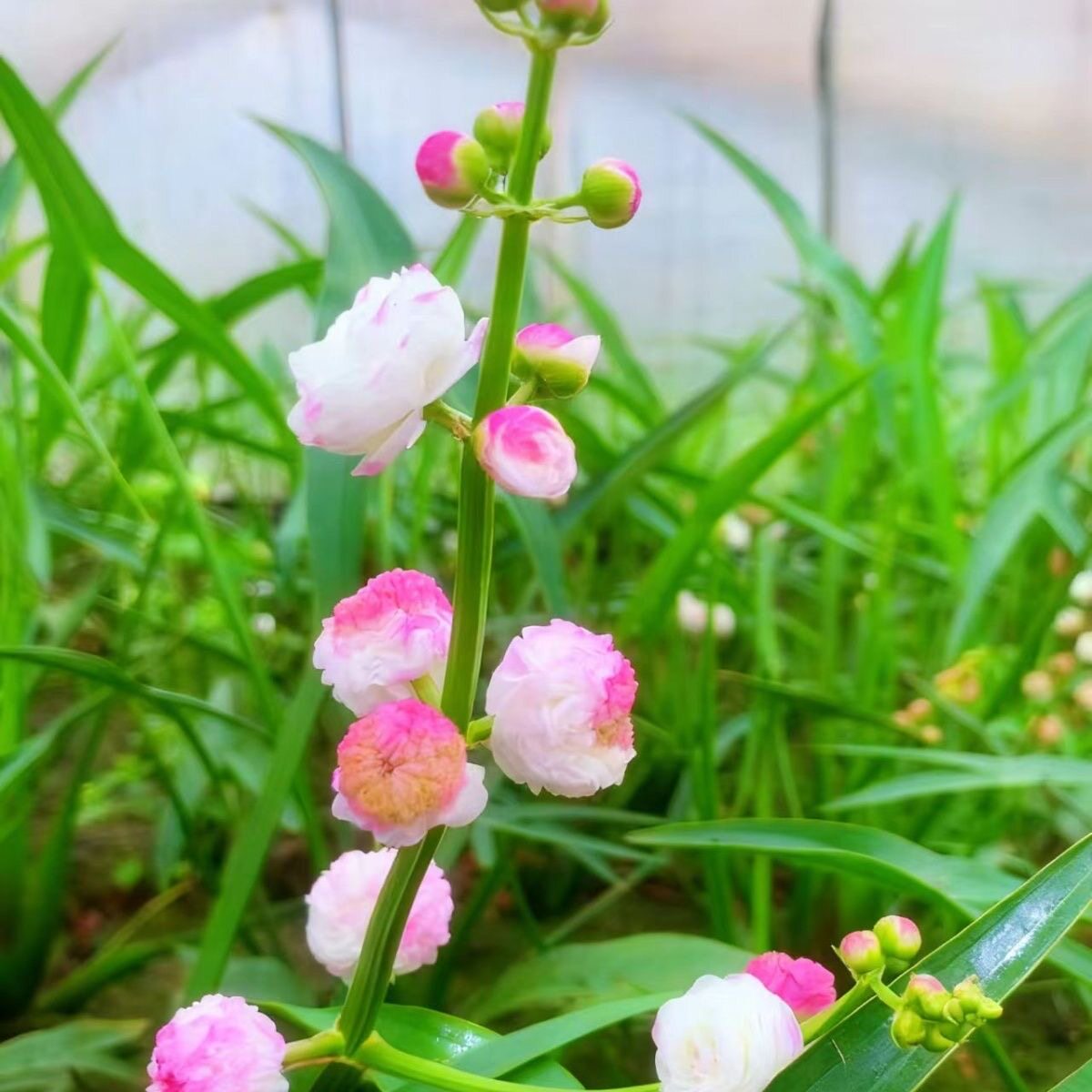 重瓣慈姑发芽重瓣茨菇水生植物室外鱼缸水培慈菇水培重瓣花茨菇图片