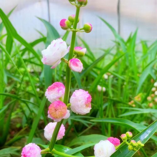 重瓣慈姑发芽重瓣茨菇水生植物室外鱼缸水培慈菇水培重瓣花茨菇