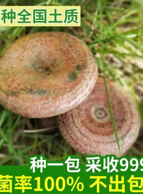 野生松树菌菌种菌种乌枞菌黄枞菌菌种枞树菌原种菌菇种四季种植