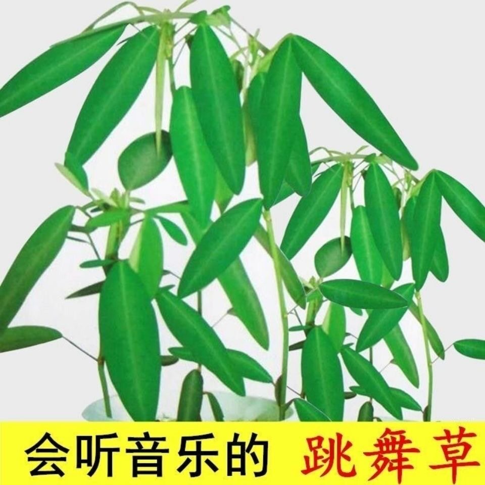 跳舞草情人草种子听音乐跳舞神奇趣味观赏珍稀花卉四季阳台盆栽