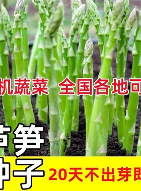 芦笋种子四季种植蔬菜之王进口绿芦笋种籽抗热耐寒高营养蔬菜种子