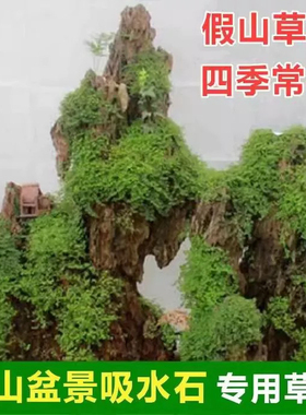 四季假山草种子 造盆景珍珠草种子 吸水石专用草籽上水石植物易活