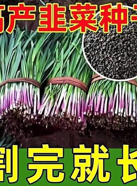 四季韭菜种子老品种小细叶韭菜籽本地紫根红根韭菜耐热耐寒四季播