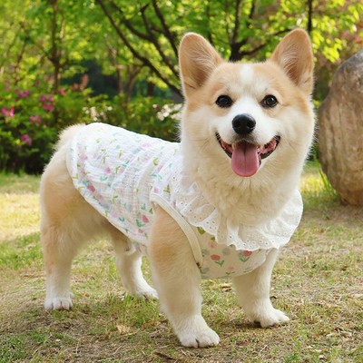 柴犬柯基腊肠狗狗凉凉衣服春夏季薄款背心可爱漂亮防掉毛防脏防晒