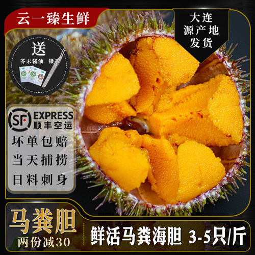 马粪海胆鲜活顺丰包邮3-5只/斤