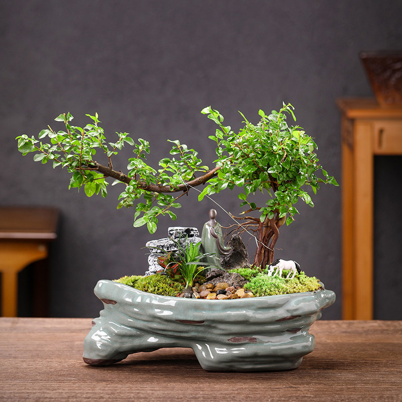 雀梅艺术盆景室内悬崖式植物造型摆件中式茶室阳台绿植花卉盆栽