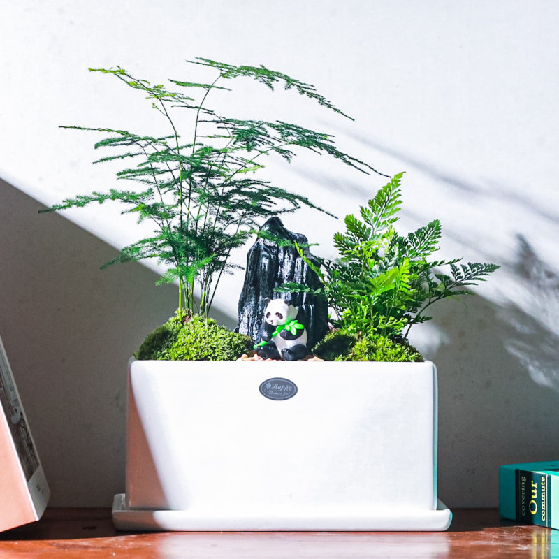 文竹小盆栽竹子现代北欧ins风微景观室内办公室花卉绿植盆景植物