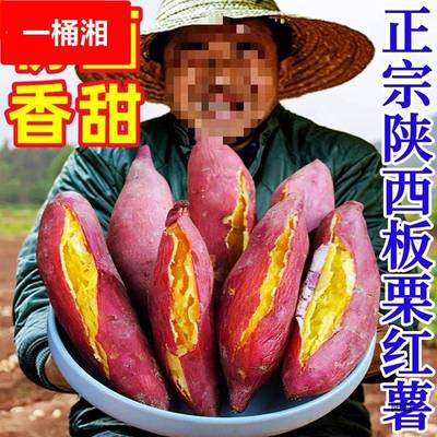 陕西临潼红薯板栗地瓜蜜薯沙地黄心番薯山芋农家自种