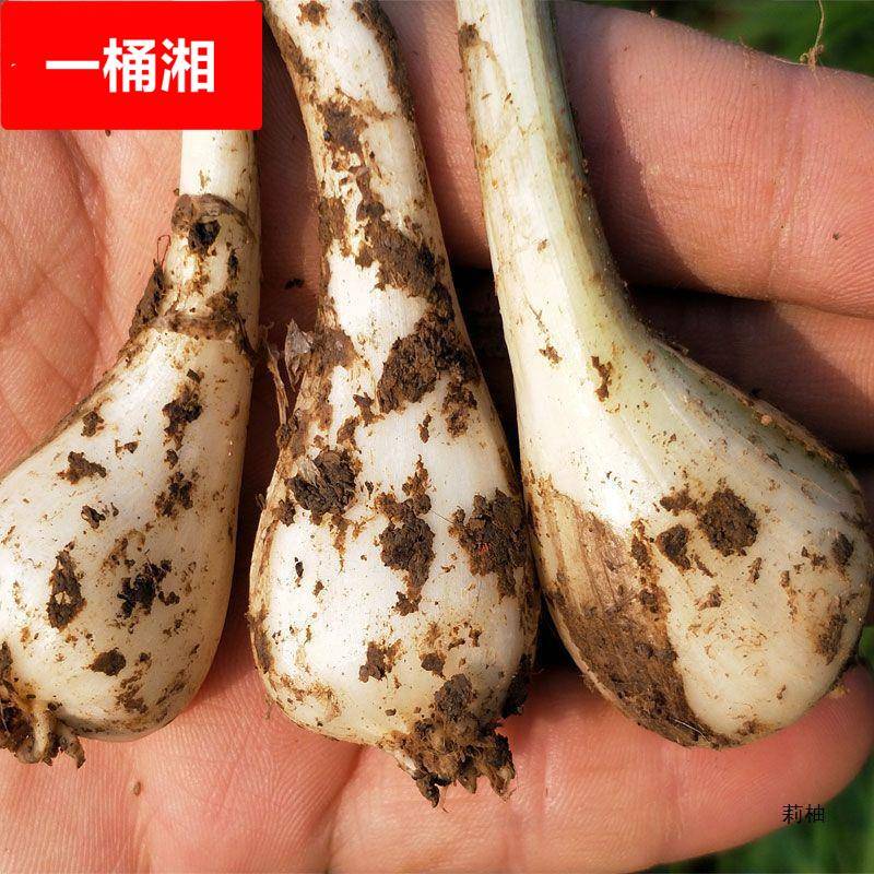 新鲜荞头现挖农家自种新鲜藠头新鲜蔬菜农家蒜白泡菜荞头茭头包邮