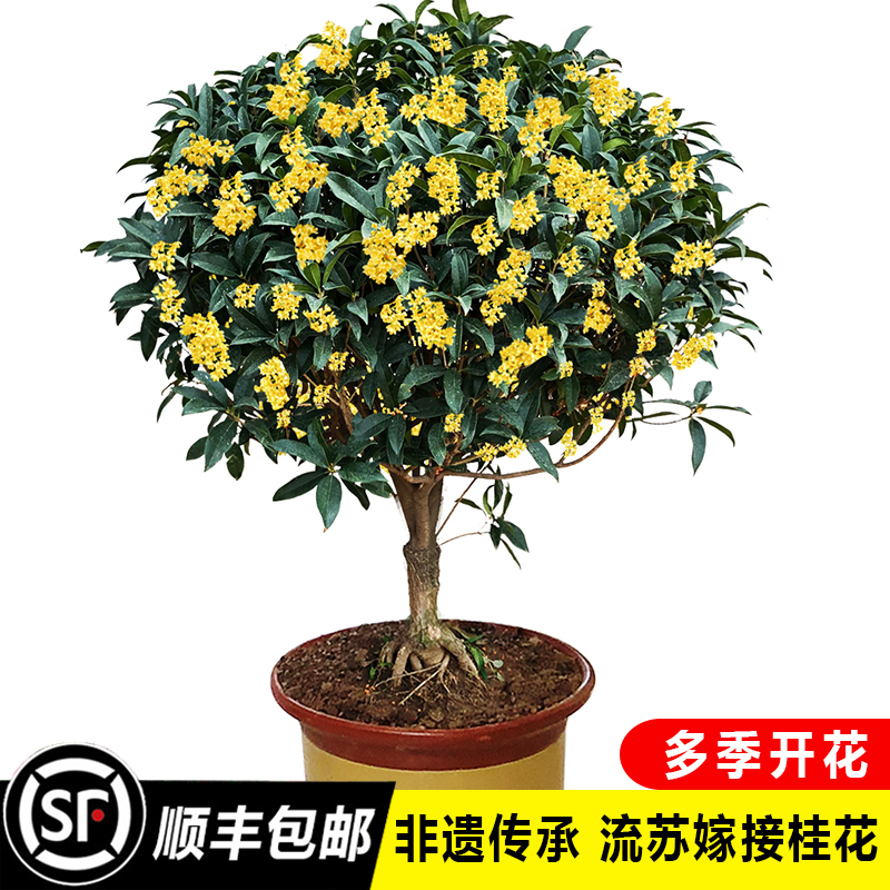 桂花树苗盆栽室内花卉浓香型嫁接丹桂金桂沉香桂庭院种植多季开花