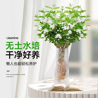 茉莉花盆栽水培植物室内客厅办公室书桌好养满屋飘香驱蚊懒人花卉