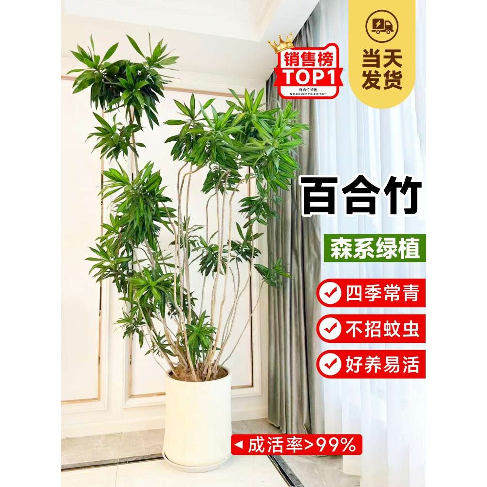 金心百合竹真绿植客厅大型青叶盆栽办公室好养小苗室内水培真植物
