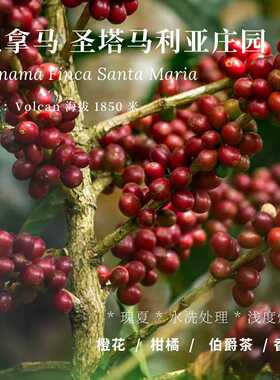 【AC Coffee】圣塔马利亚 水洗瑰夏 浅度烘焙 精品咖啡豆