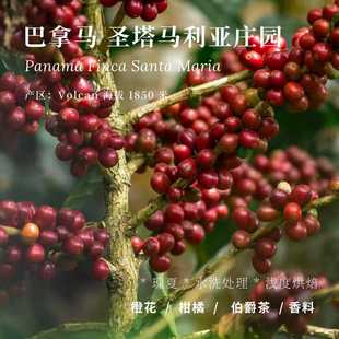 【AC Coffee】圣塔马利亚 水洗瑰夏 浅度烘焙 精品咖啡豆