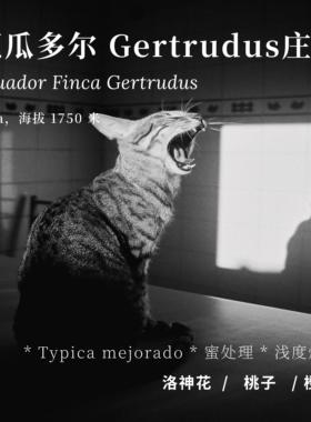 【AC Coffee】厄瓜多尔Gertrudus庄园精品手冲咖啡豆