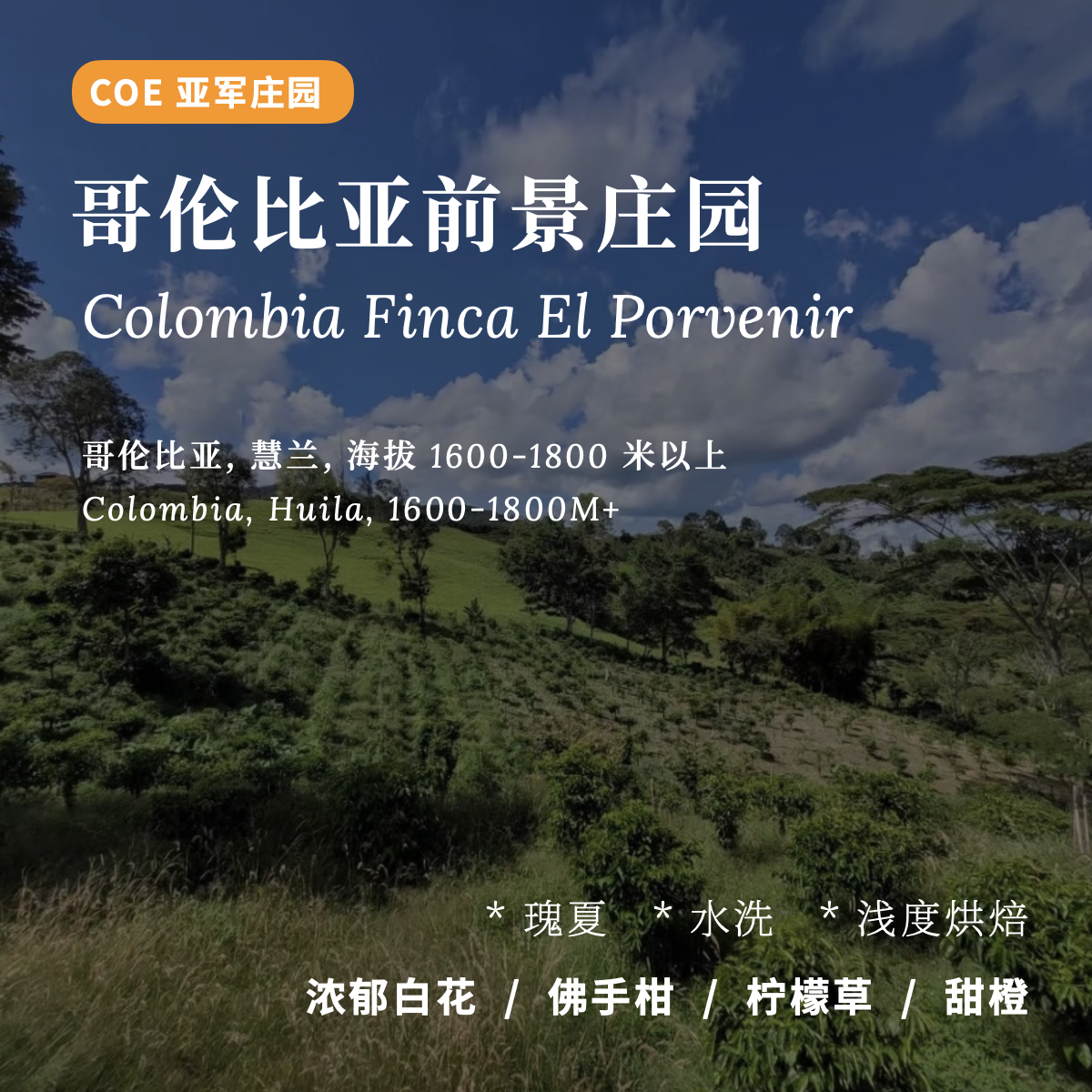 【AC Coffee】哥伦比亚COE亚军前景庄园手冲单品精品浅烘焙咖啡豆