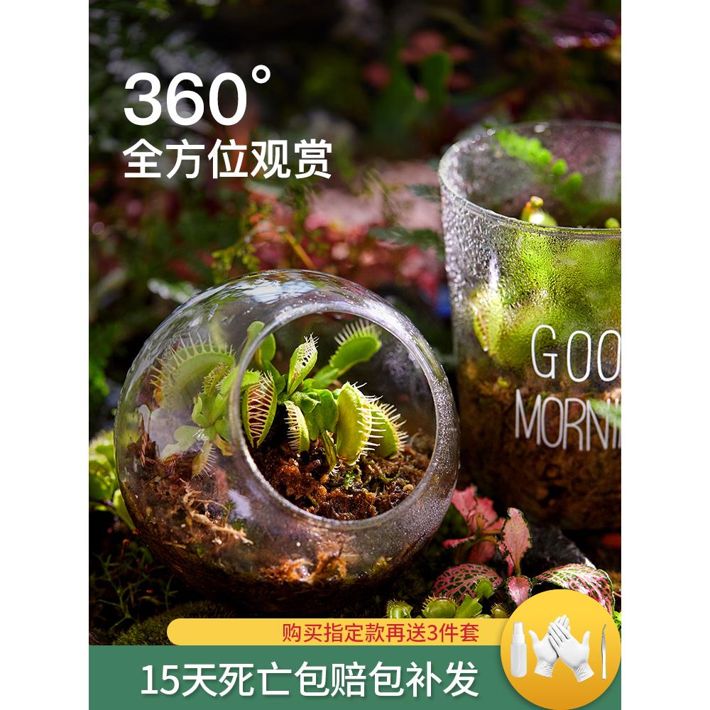 捕蝇草盆栽植物食人花室内食蚊草扑蝇草大嘴超大花卉驱蚊猪笼绿植
