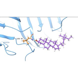 分子对接二维三维可视化作图