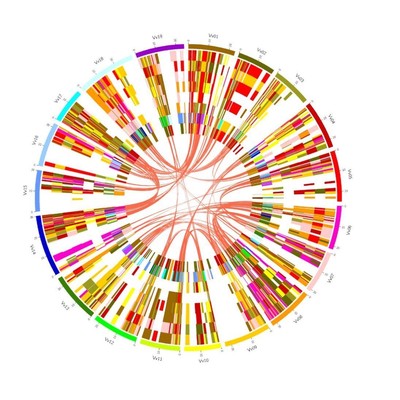 r语言生物统计生信分析可视化r代做可视频辅导服务