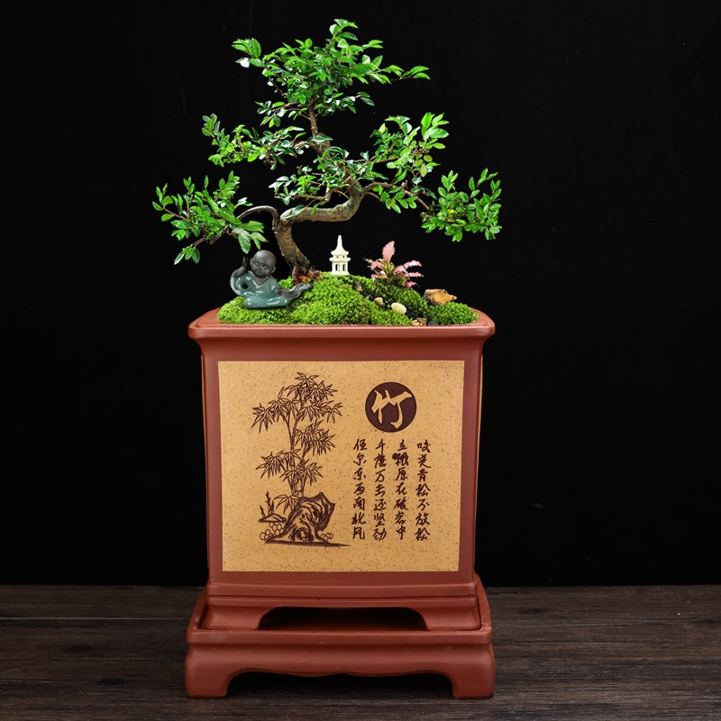 紫砂兰花盆大号陶瓷四方客厅精品盆景盆君子兰蝴蝶兰绿萝吊兰包邮
