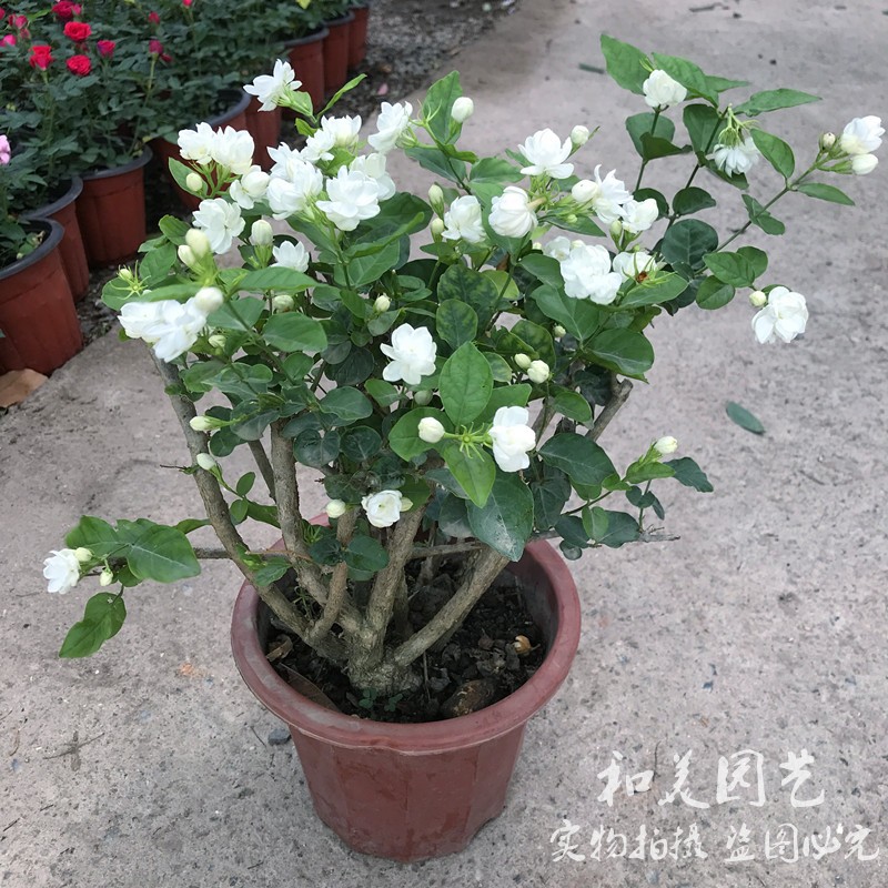 茉莉花盆栽 清香重瓣白茉莉 稀有大花粉苞茉莉 虎头茉莉木本花卉