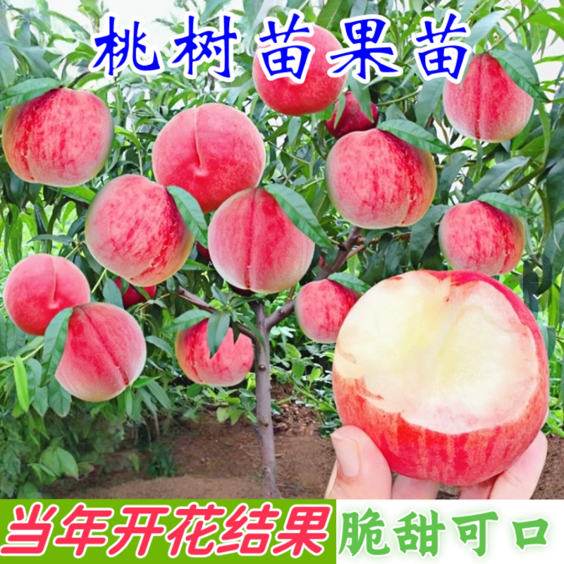早熟水蜜桃树苗桃树果苗嫁接黄桃树苖当年结果南北方种植蟠桃树苗