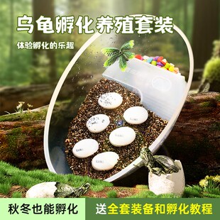 六一儿童节8男孩玩具可孵化乌龟蛋DIY套装小学生有意义的生日礼物