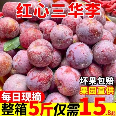 正宗钱排三华李新鲜李子5斤当季水果现摘整箱红心三月李大果包邮9
