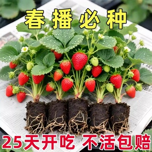 草莓苗带花带果盆栽带土丹东奶油甜宝章姬久香草莓秧苗四季种子籽
