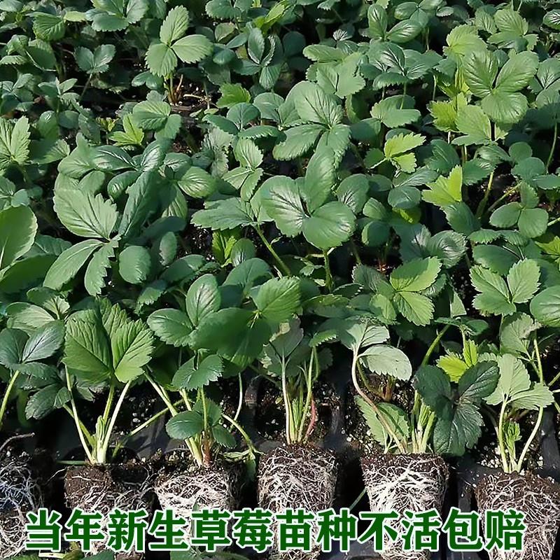 四季草莓苗秧奶油红颜草莓盆栽阳台种植四季结果新苗带土带花带果