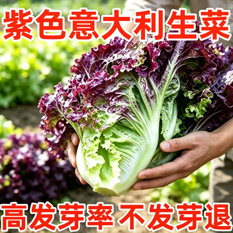 紫色意大利生菜种子意大利生菜种籽四季可播阳台庭院盆栽蔬菜种籽